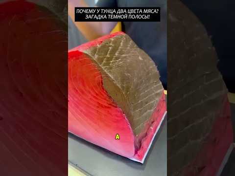 Почему у тунца два цвета мяса?#2025 #новости #viral #