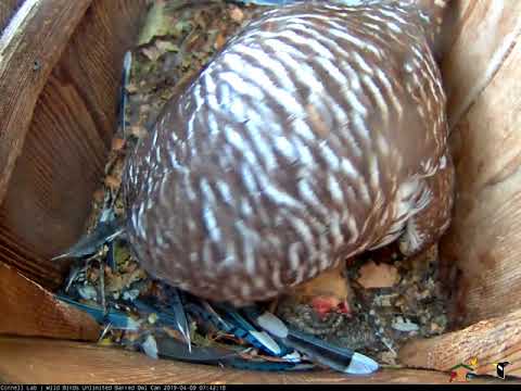 Blue Jay Delivered To Barred Owl Nest Box – April 9, 2019