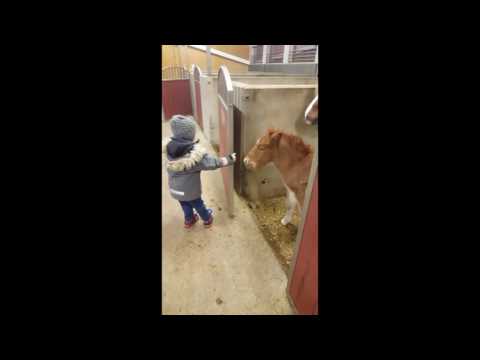 This Bond Between A Four-Year-Old Boy And His Foal Is Just Adorable