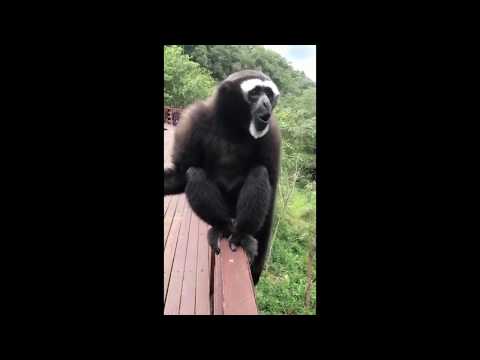 Interesting Sounds That a Gibbon Makes