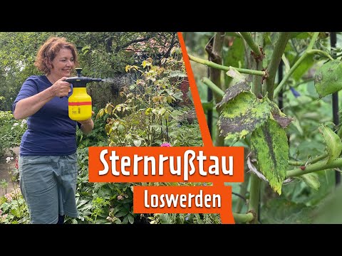 Sternrußtau loswerden | MDR Garten