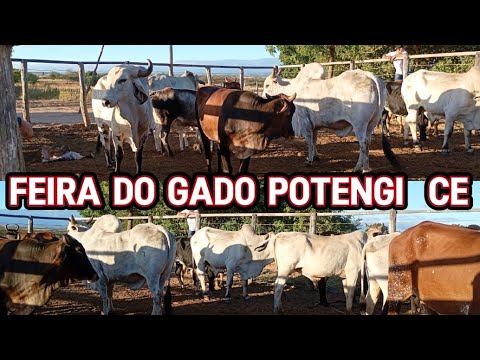 Feira do gado em Potengi ceará ..17 de julho de 2026