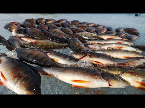 Pilkillä! | Pönttö täyteen ahventa | perch ice fishing