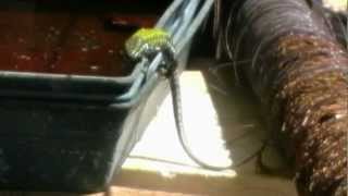 vivere - max raabe und palast orchester