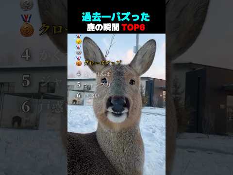 過去一バズった ! ? 鹿の瞬間 TOP6