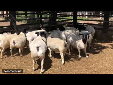 DORPER BURIÁ @dorperburia
