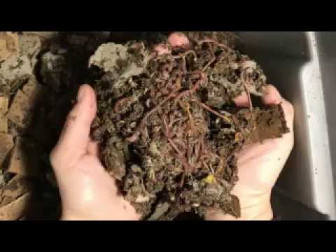 Red Wiggler Troubles & The Fix