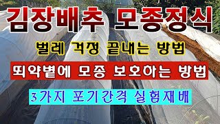 [텃밭농부 1,654]  김장배추 모종 정식. 벌레를 막아주고 뙤약볕에서 모종을 보호하는 요점정리. #김장배…