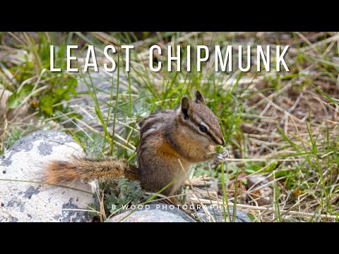 Least Chipmunk | Smallest & Most Common Chipmunk in North America  🐿️ 🐿️