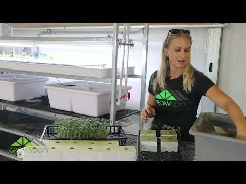 Transplanting Starter Plugs to Gro-Blocks - GrowSpan Greenhouse Tips