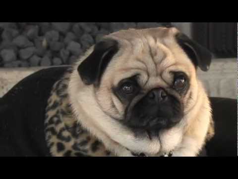 The Pug Wedding is HERE! featuring Whitney Steele's 