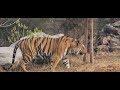 Tiger Cubs' Last Moments as a Family | David Attenborough | Tiger | Spy in the Jungle