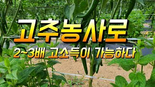고추농사로 2~3배 소득을 올릴수 있는 방법이 있다