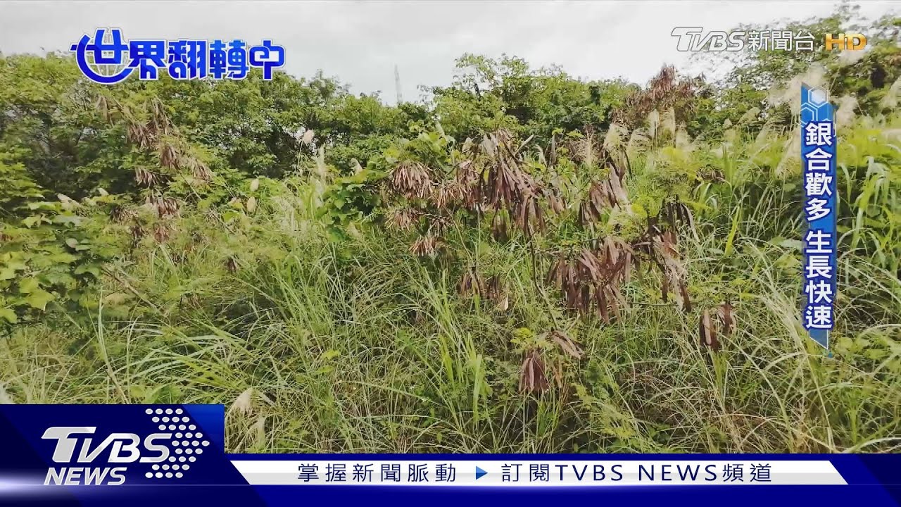 銀合歡成「綠林入侵者」 多方手法均衡發展