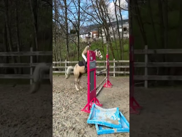 Poney Connemara &agrave; vendre 