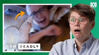 Why parrots unexpectedly attack | REACTION