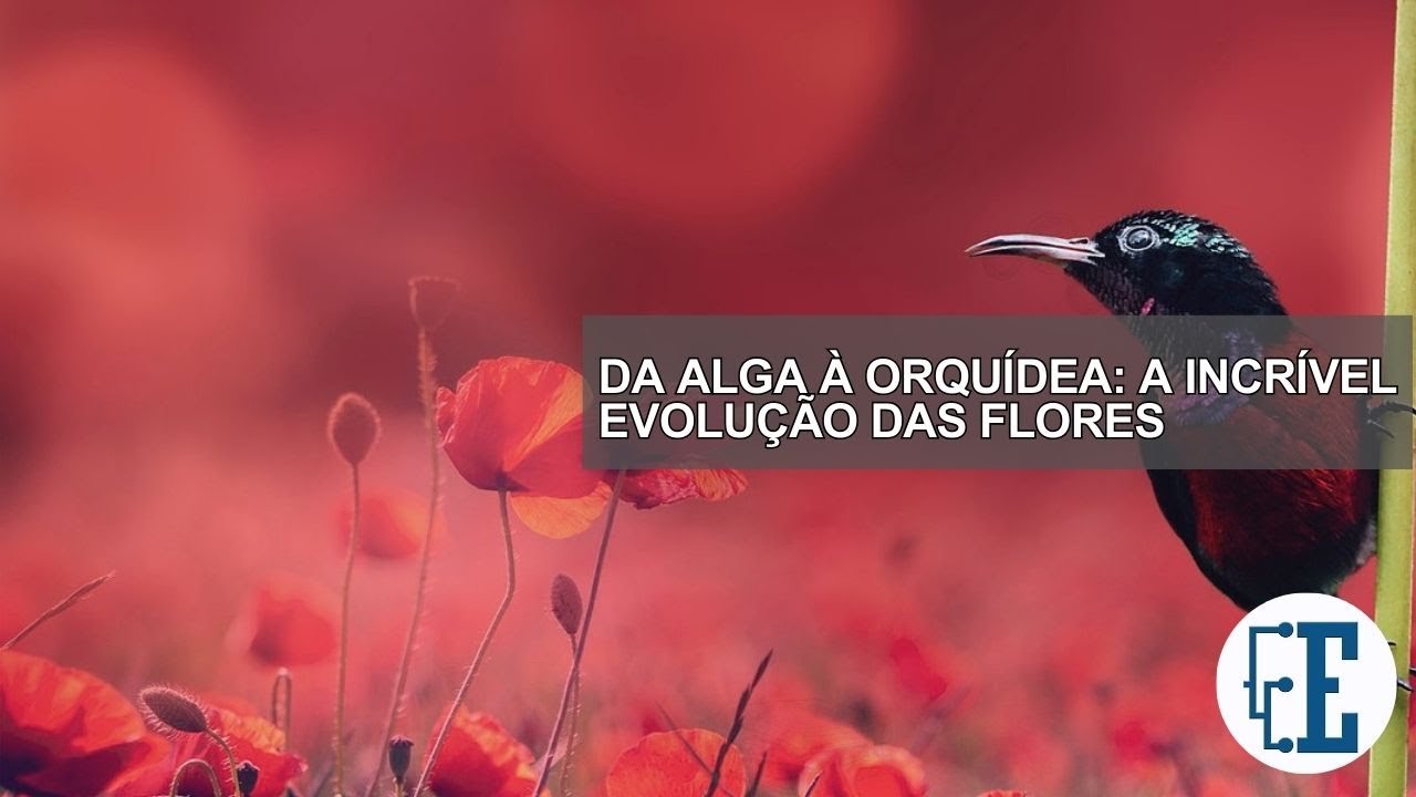 Da Alga à Orquídea: A Incrível Evolução das Flores