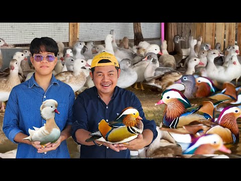 เป็ดแมนดาริน สวยที่สุดในโลก เลี้ยงเป็ดสวยงาม
