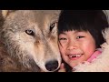 捨てられたオオカミを大切に育てた少女。その12年後に驚くべきことが！