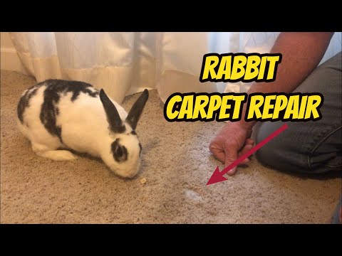 YouTube video about: How to stop your rabbit from chewing carpet?