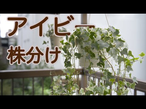 アイビーを正しく切る: これが仕組みです 植物