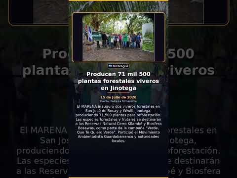 Producen 71 mil 500 plantas forestales viveros en Jinotega