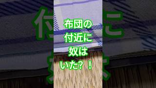 自分の布団付近に守り虫が？！　#Key鍵っ子　#蜘蛛　#クモ　#虫　