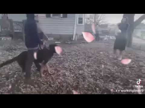 bite work Ajax f1 vlcak malinois