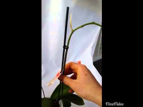 , title : 'Comment couper son orchidée après floraison'