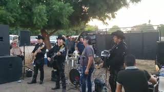 Gallitos de Chihuahua Y el tigrillo Palma / mata verde de limón