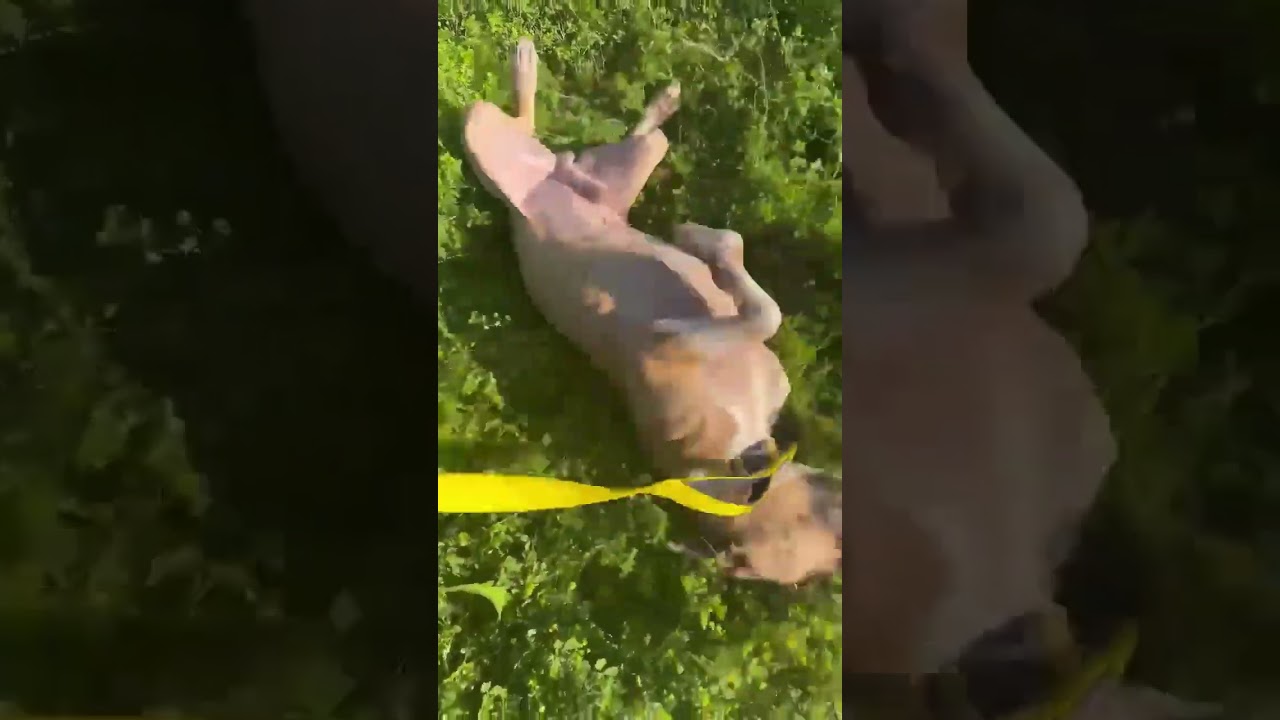 Frankie 16, a Adoptable Mixed Breed in Savannah, GA video 6/6