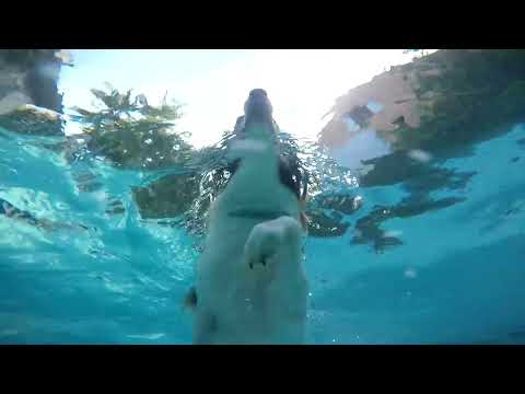 George, o cachorro nadador