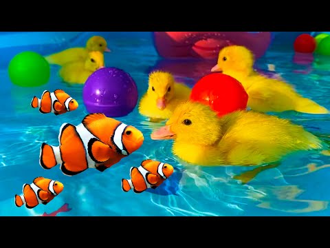 , title : 'Giant water park for ducklings with fish'