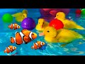 Giant Water Park For Ducklings With Fish