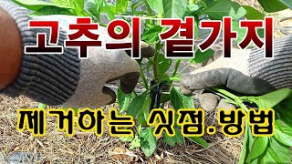 [텃밭농부. 1,089]  고추의 곁순 제거하는 싯점과 방법 #고추재배