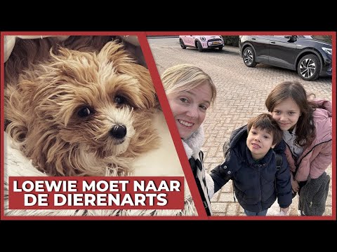 LOEWIE MOET NAAR DE DIERENARTS! - #1671