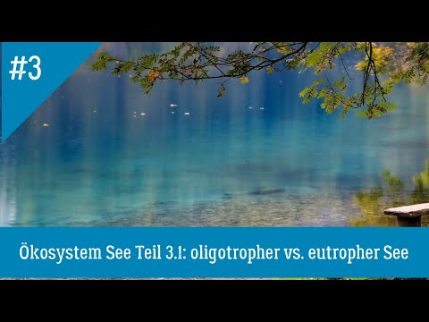 Ökologie: Ökosystem See (Teil 3.1) oligotropher vs. eutropher See, einfach und richtig erklärt