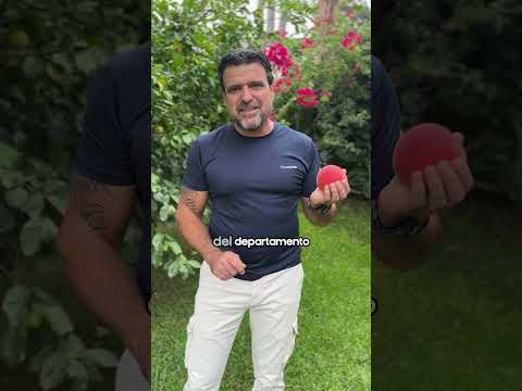 Uruguay tiene desde ahora una nueva fruta: el Durazno Santa Lucía 🍑🇺🇾