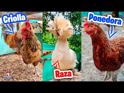 , title : 'Características y Diferencias de una gallina de Raza, Criolla o Ponedora'
