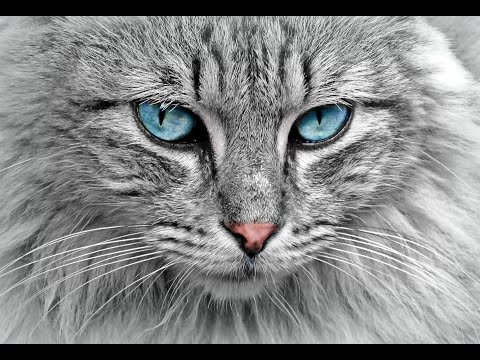 Zion Clark Fastest Man On Two Hands