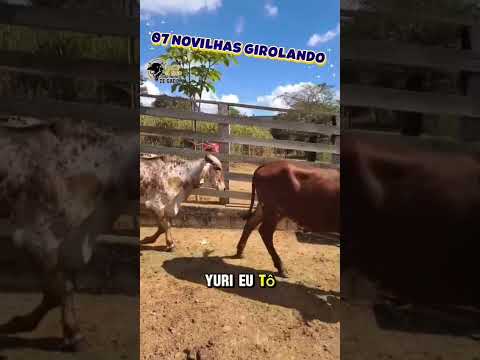 07 Novilhas Girolando 33 99989-3923 #corretoradegadolacodeouro #gado #pecuarista #fazenda
