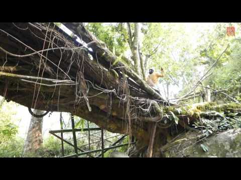 Living Root Bridges of Nagaland India - Mon District