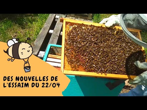 , title : '🐝 Visite de ruche + marquage de reine'