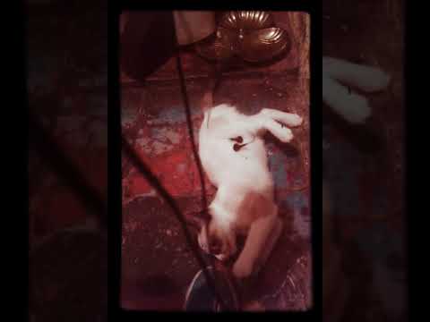 Mi gata,acostada... jugando, que mas quieren??