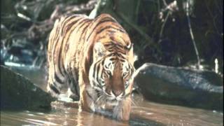 Billy Rankin  - Baby Come Back (1984)