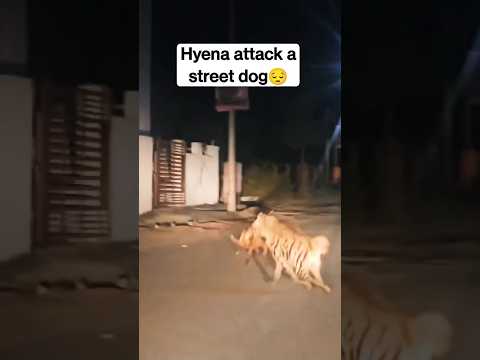 Wild Hyena attack a street dog || Hyena spotted in Dhanori, Pune#shorts #dogvideo #dogrescue #hyena