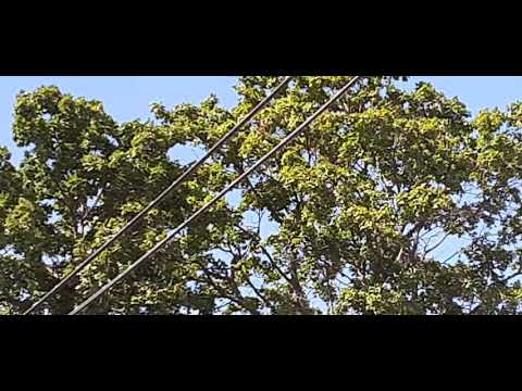 SHAPESHIFTING UFO QUICK VID💚⚖