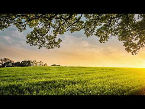 Schumann - Träumerei (1 hour loop)