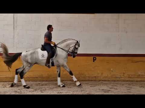Islamabad de Reriz. P.S.L. ROAD TO GRAND PRIX. Top lusitano for dressage.