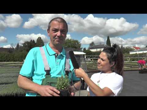 Gärtner Sönke - Folge 18: Lavendel Hidcote Blue